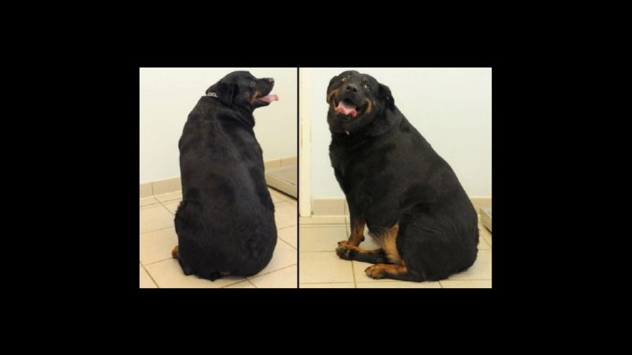 Una perra con sobrepeso