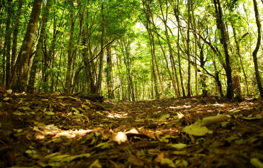 Científicos crean un sistema para medir valor y volumen de bosques