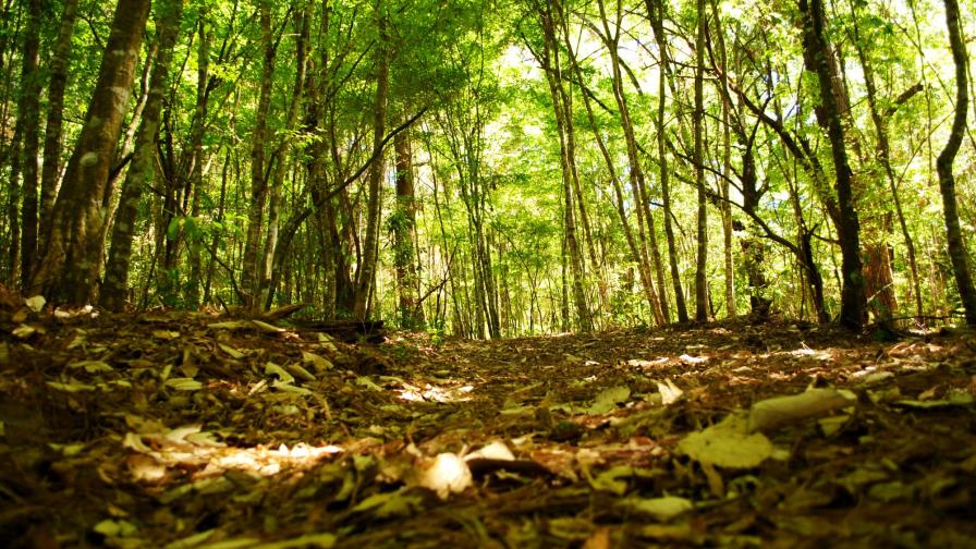 Científicos crean un sistema para medir valor y volumen de bosques