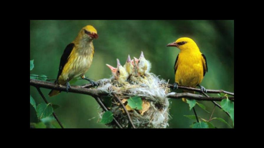 Miles de personas acudirán a actividad global de conteo de aves en comunidad