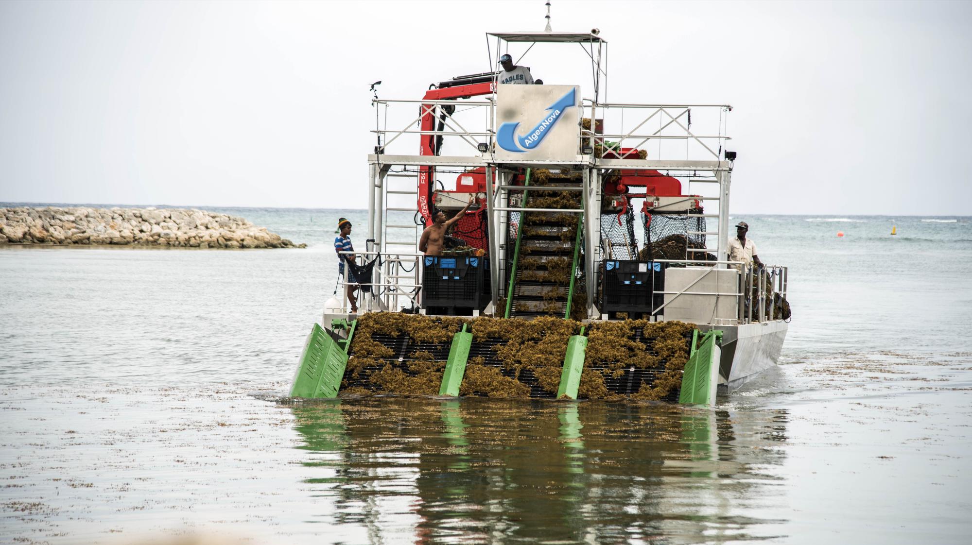 La máquina recoge sargazo en una temporada alta de llegada de esta alga a las costas del este.