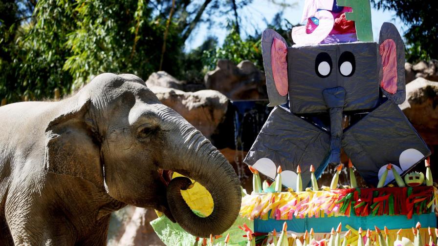 Elefanta guatemalteca Trompita celebra su 57 cumpleaños con barrito de júbilo 