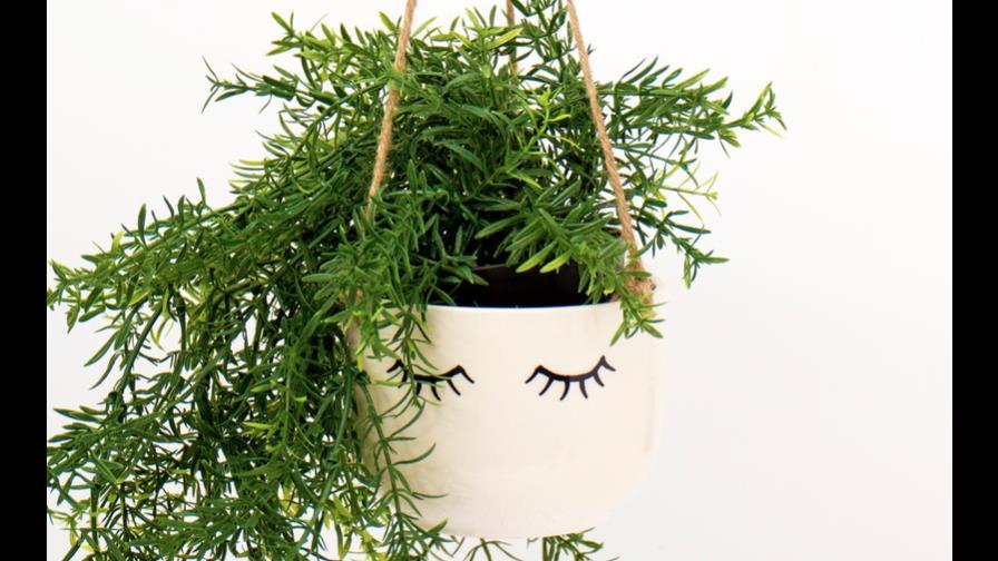 Detalles a mis plantas