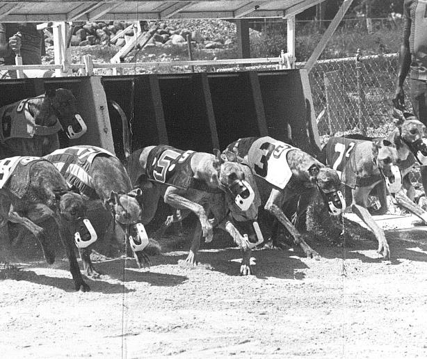 Cuando corrían perros en el canódromo de la AMET 