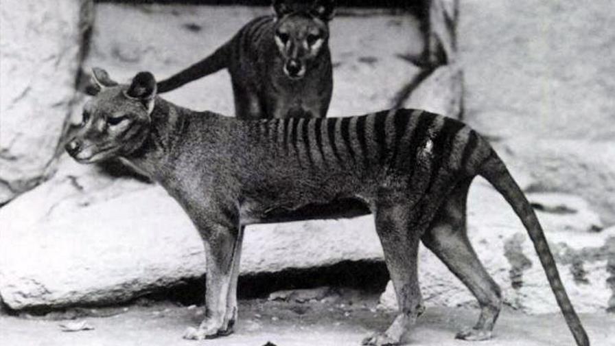 El tigre de Tasmania fue un bebé marsupial que creció después como un perro El tigre de Tasmania fue un bebé marsupial que creció después como un perro