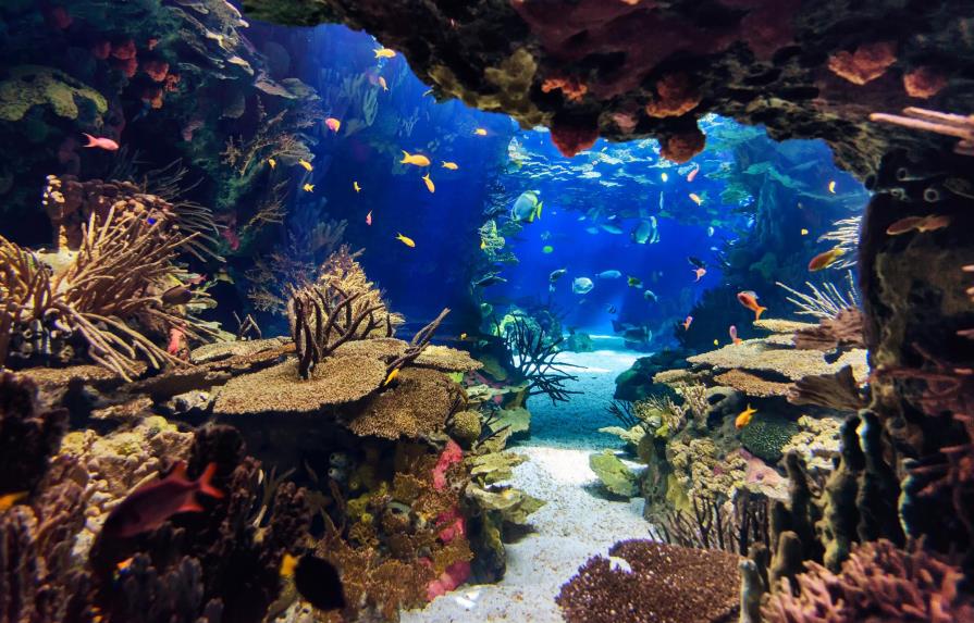 Mayoría arrecifes de coral perderá uno de sus componentes básicos para 2050 