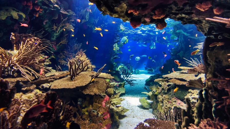 Mayoría arrecifes de coral perderá uno de sus componentes básicos para 2050 Mayoría arrecifes de coral perderá uno de sus componentes básicos para 2050