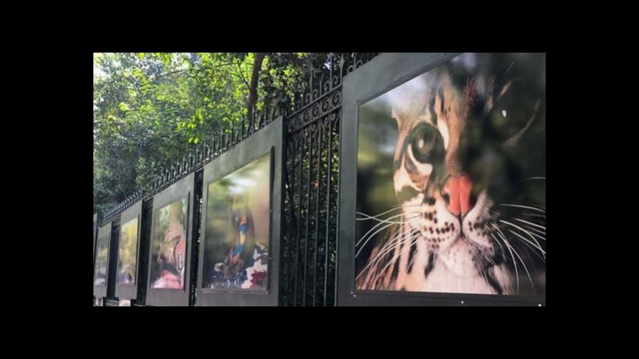 Desgarradora exposición en México advierte sobre extinción de las especies