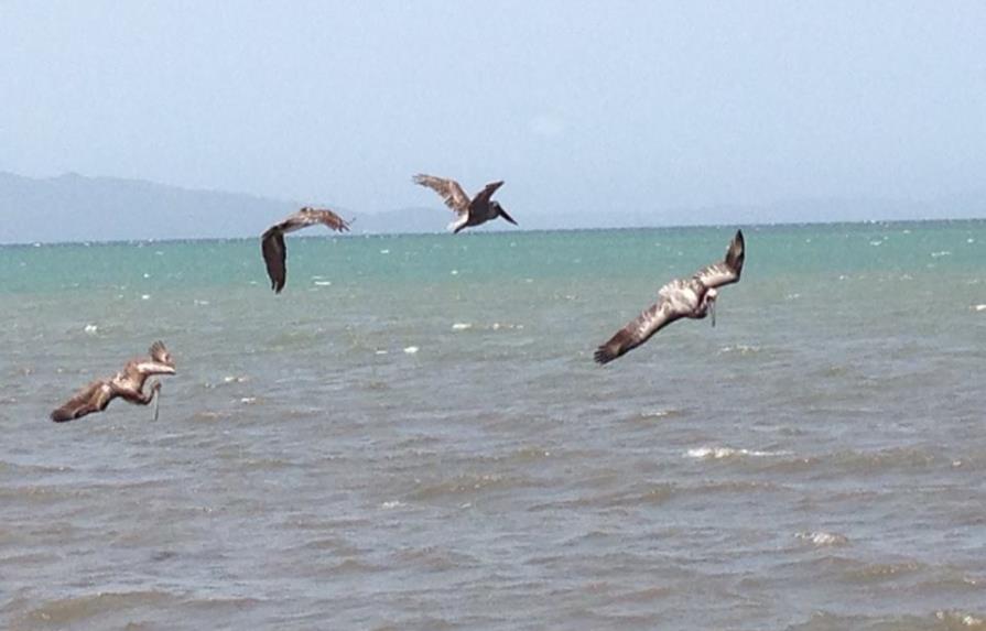 Los pelicanos que “hechizan” a los turistas en Sabana de la Mar