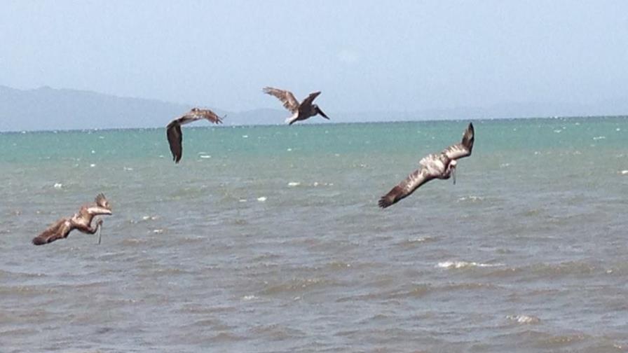 Los pelicanos que “hechizan” a los turistas en Sabana de la Mar