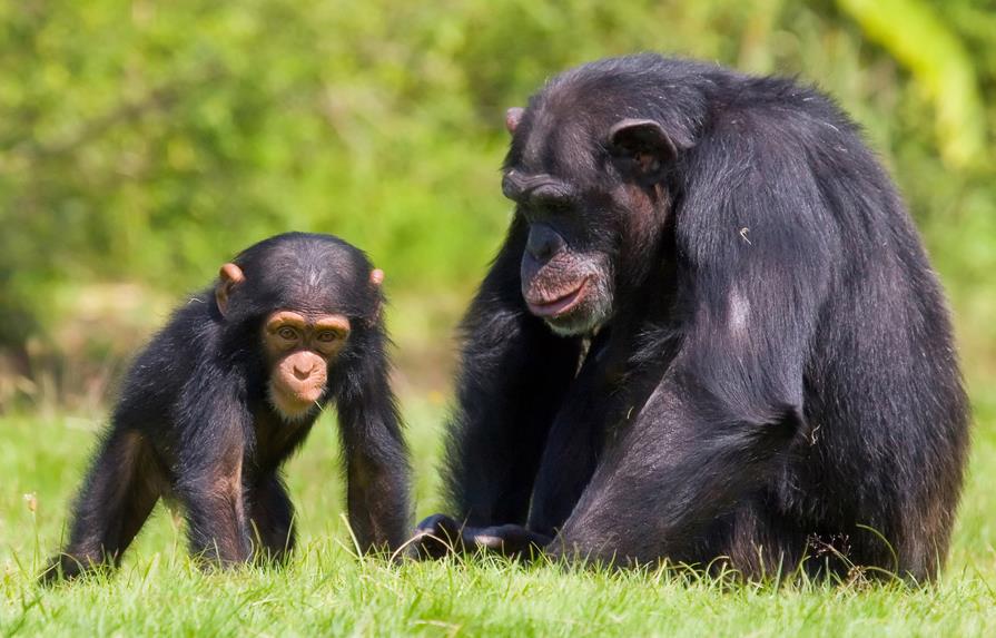 Bonobos y chimpancés no solo comparten gestos sino también su significado