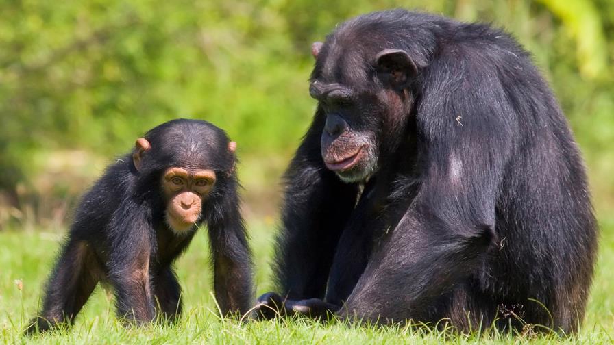 Bonobos y chimpancés no solo comparten gestos sino también su significado Bonobos y chimpancés no solo comparten gestos sino también su significado