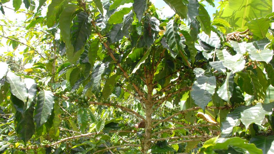 Experto plantea buscar “equilibrio entre ecología y la producción” de madera