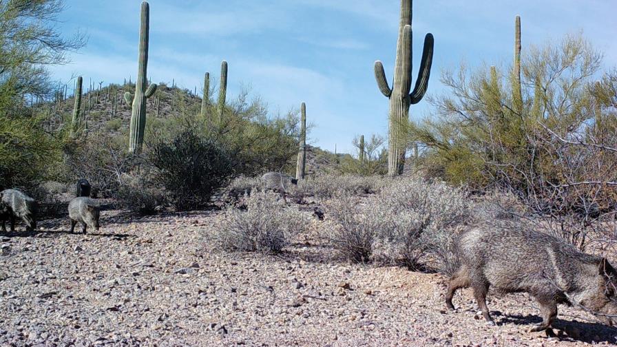 Ante muro de Trump, científicos de México y EE.UU. se unen por la naturaleza