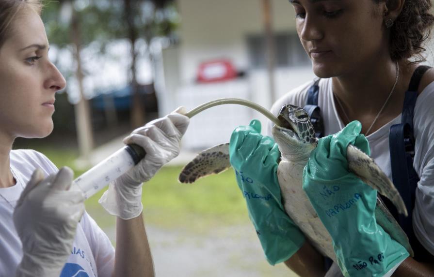 Una ONG brasileña ofrece una segunda vida a decenas de animales