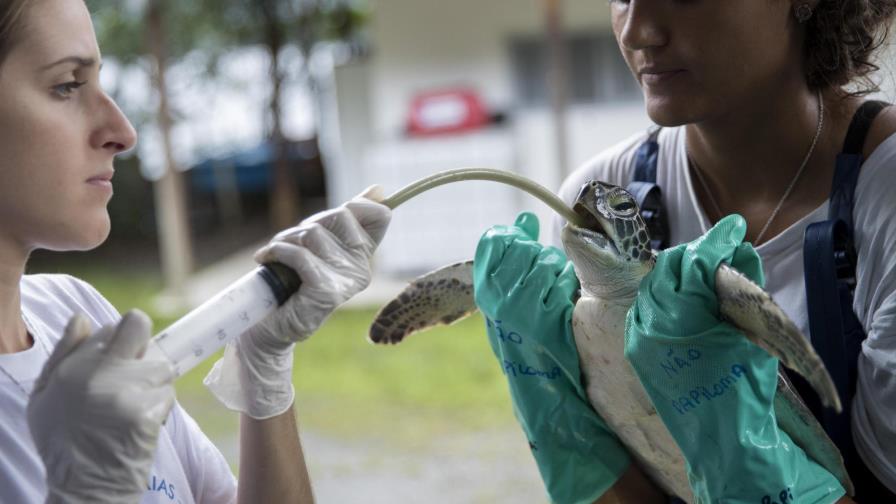 Una ONG brasileña ofrece una segunda vida a decenas de animales