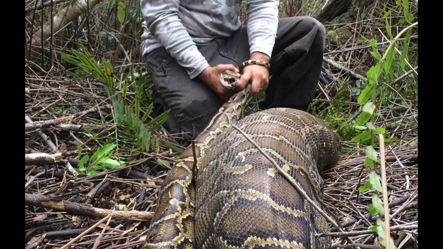 Hallan pitón birmana con venado adentro