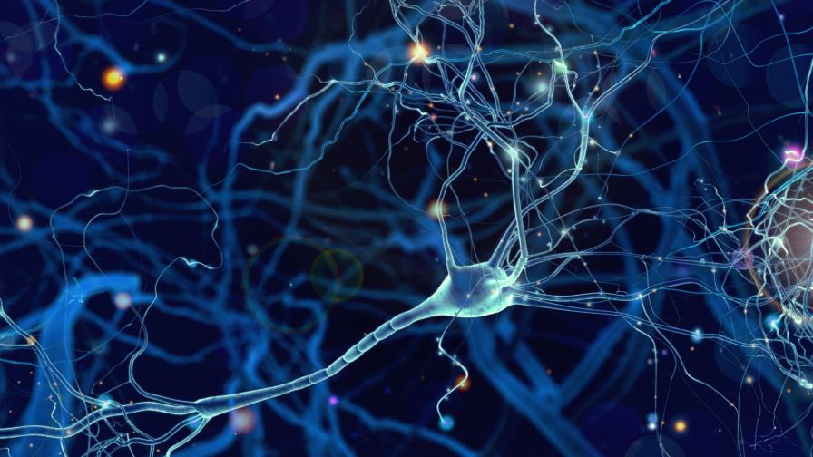 La creación de neuronas decrece a medida que envejecemos La creación de neuronas decrece a medida que envejecemos