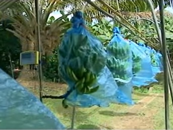 Producción de banano.