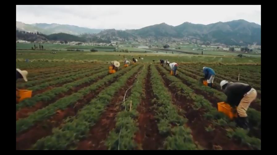 República Dominicana entre los países del Caribe que buscan cooperación de Brasil en agricultura