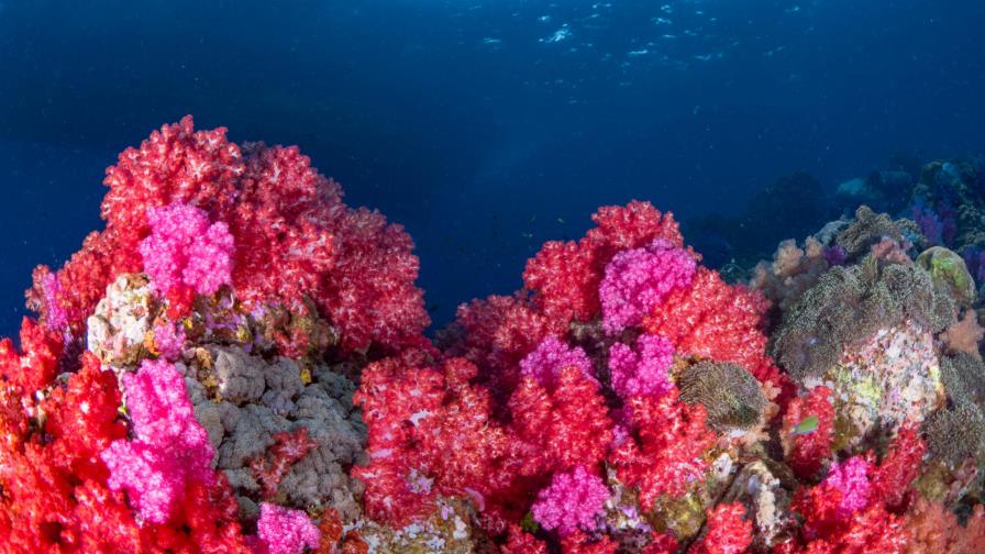 Crean el primer seguro para proteger un arrecife de coral Crean el primer seguro para proteger un arrecife de coral