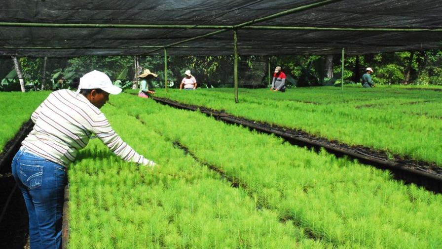 Elevan a Instituto Técnico de Nivel Superior Escuela Nacional Forestal de Jarabacoa