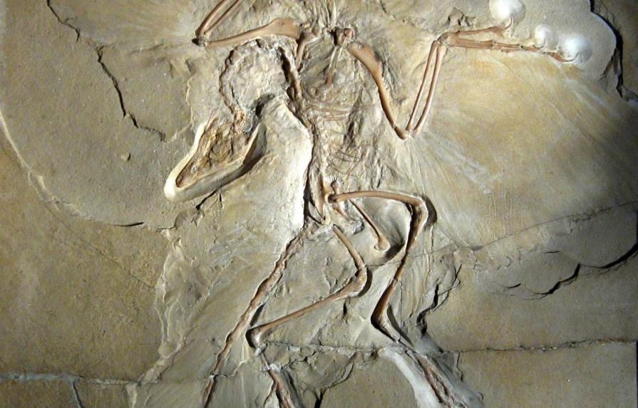 El Archaeopteryx era capaz de efectuar “vuelos propulsados”, según estudio