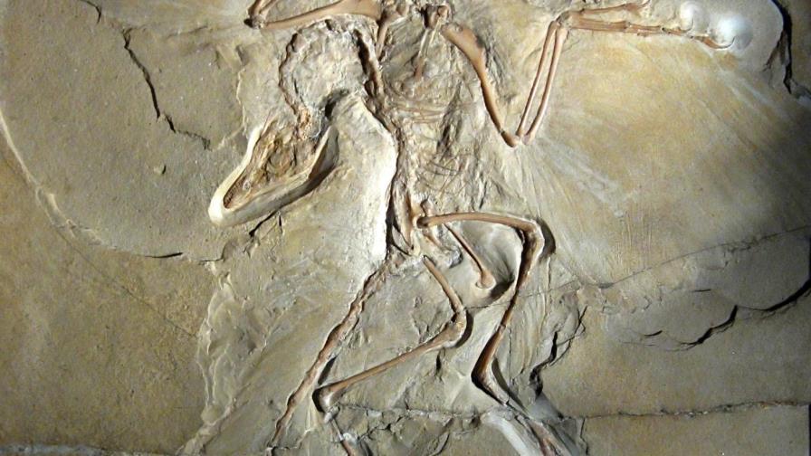 El Archaeopteryx era capaz de efectuar “vuelos propulsados”, según estudio