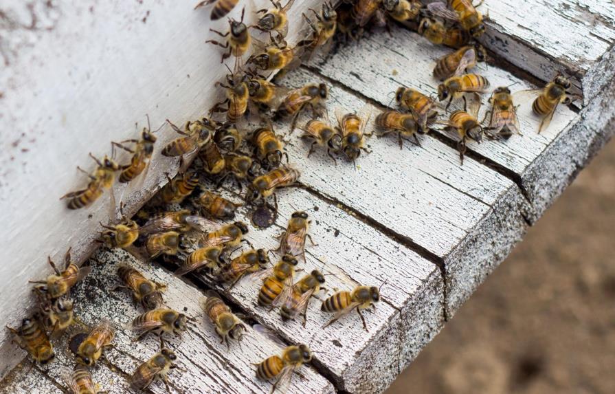 Estudiantes crean proyecto para reducir mortandad de las abejas 