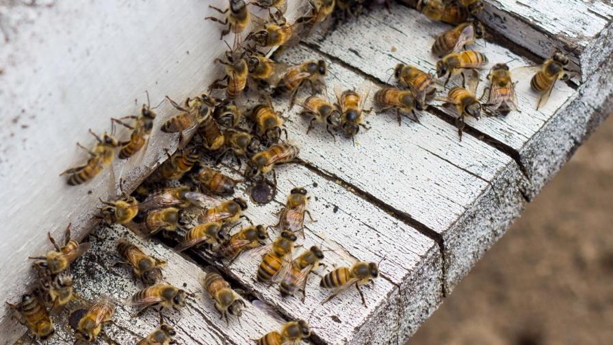 Estudiantes crean proyecto para reducir mortandad de las abejas 