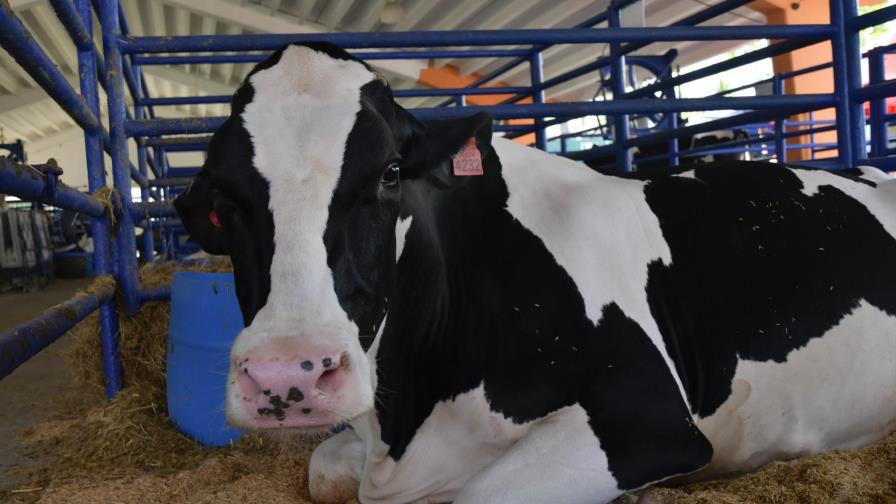 Ganadería de carne y leche enfrenta grandes dificultades en el país