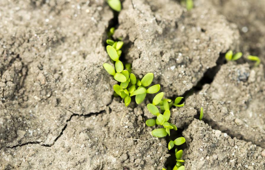 Sequía es el fenómeno natural más destructivo para la agricultura, según FAO 