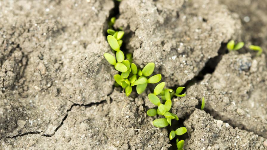 Sequía es el fenómeno natural más destructivo para la agricultura, según FAO 