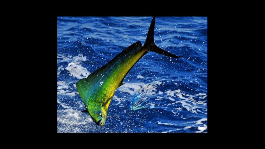 Participarán más de 20 lanchas en torneo de pesca El Dorado Participarán más de 20 lanchas en torneo de pesca El Dorado