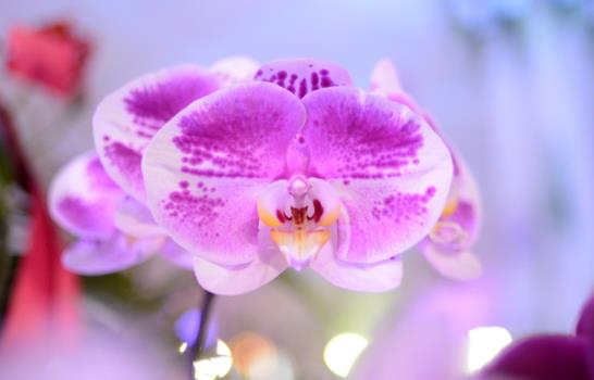 Una fiesta solo de orquídeas 