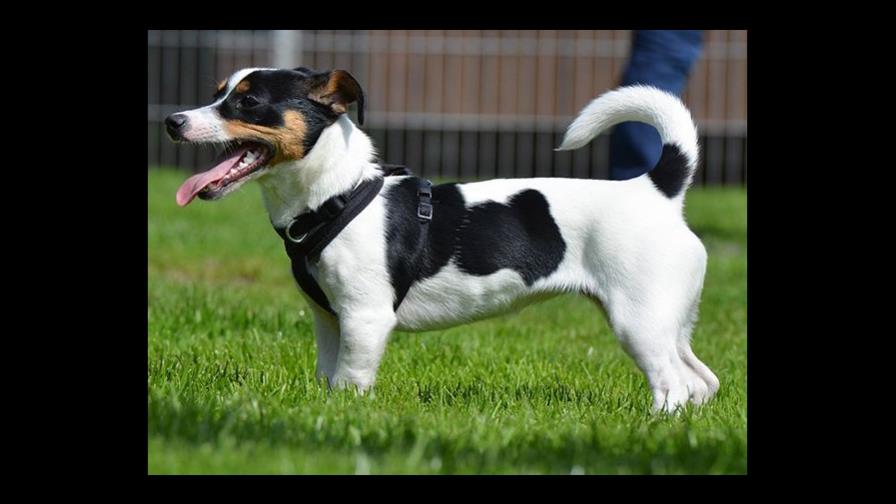 El perro se come su excremento