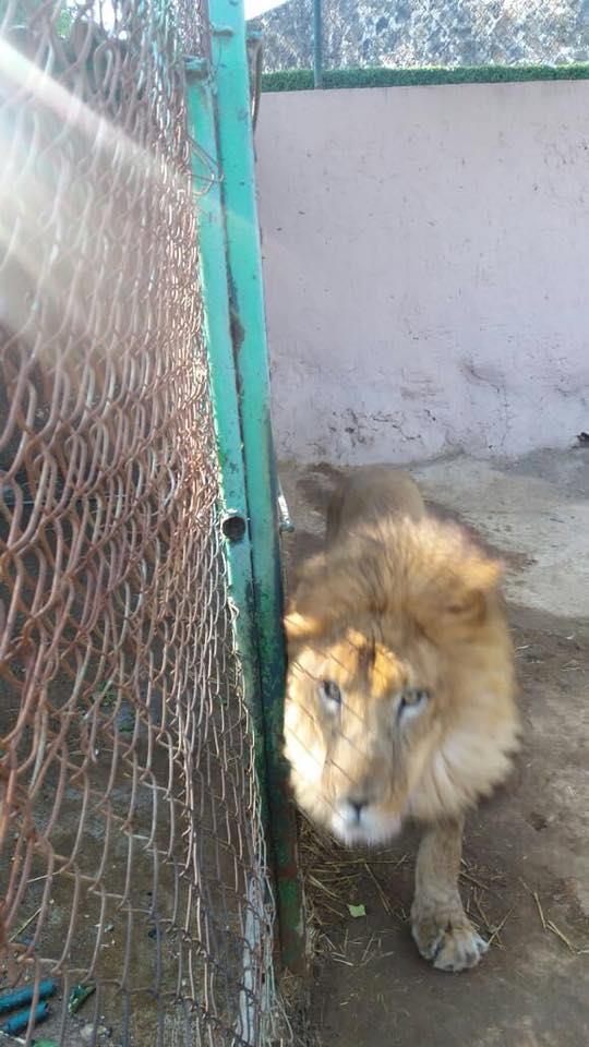 Empleado de un zoológico mexicano muere tras ser atacado por un león