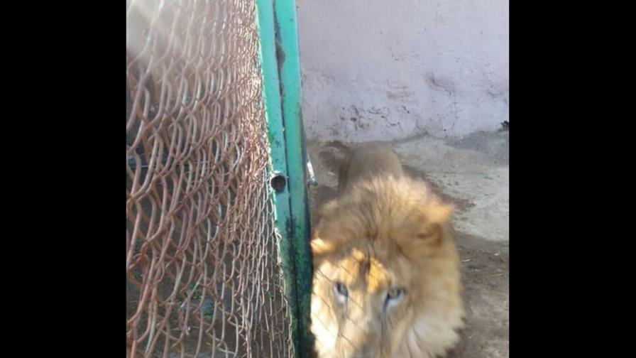 Empleado de un zoológico mexicano muere tras ser atacado por un león