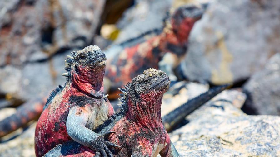 Ecuador celebra sus 20 años de reservas marinas Ecuador celebra sus 20 años de reservas marinas
