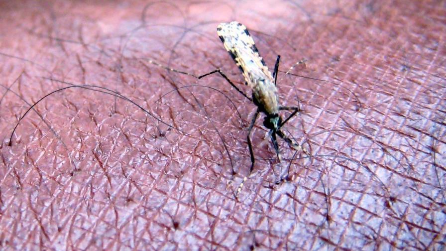 Expertos de OMS recomiendan declarar a Paraguay país libre de malaria Expertos de OMS recomiendan declarar a Paraguay país libre de malaria