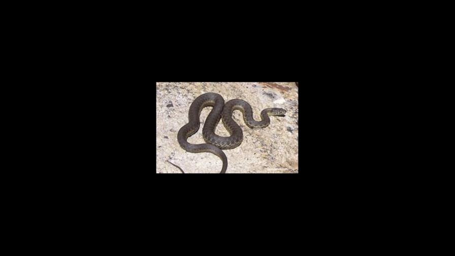 Descubren que veneno de una serpiente mata bacterias respetando células sanas