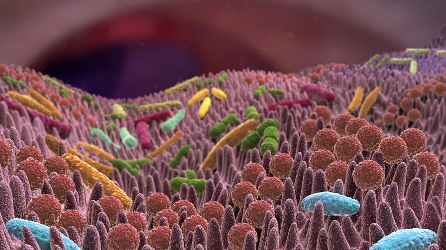 Algunos medicamentos de uso habitual pueden afectar la microbiota intestinal Algunos medicamentos de uso habitual pueden afectar la microbiota intestinal