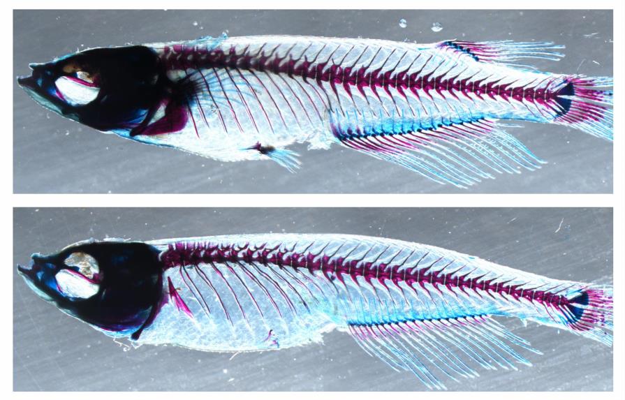 La aleta dorsal de peces es el origen de las extremidades de los vertebrados