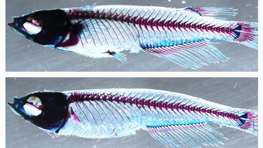 La aleta dorsal de peces es el origen de las extremidades de los vertebrados La aleta dorsal de peces es el origen de las extremidades de los vertebrados