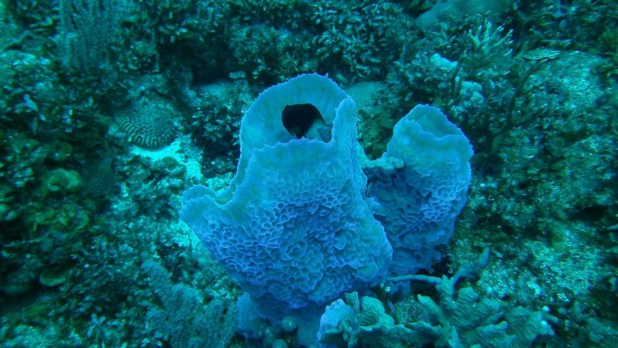 La destrucción de praderas marinas alimenta el cambio climático 