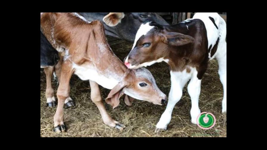 Agricultura presenta primeros terneros nacidos en RD mediante fertilización in vitro