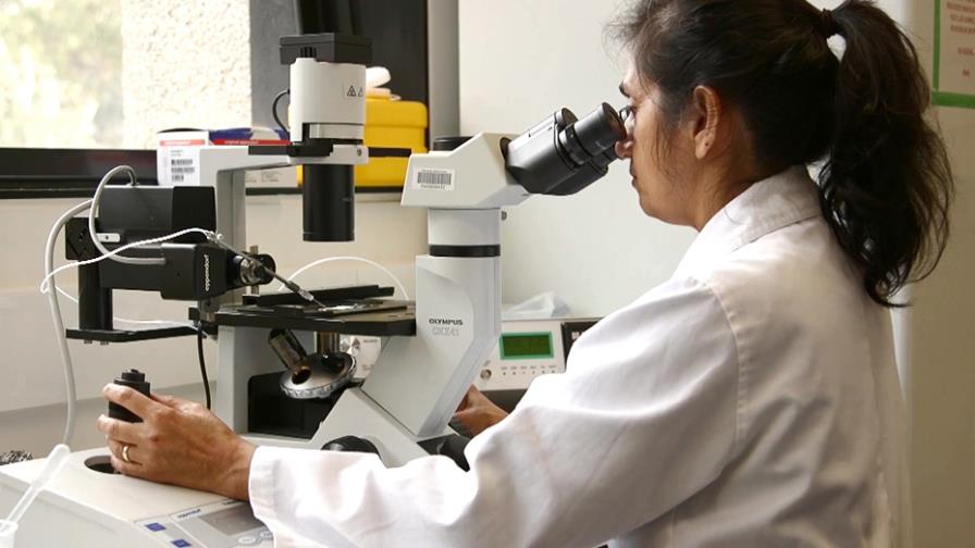 Usan bacteria para reducir dengue, zika y chikunguña en noroeste de México