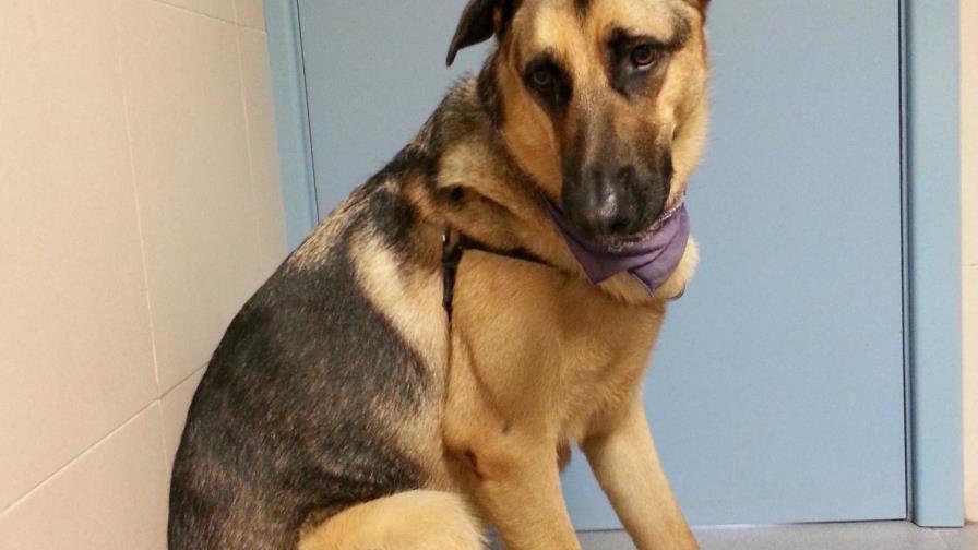 Temblores constantes