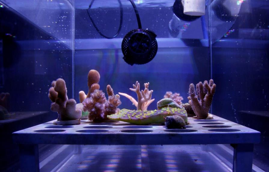 Desarrollan un “escudo solar” que puede ayudar ante el blanqueo de corales 