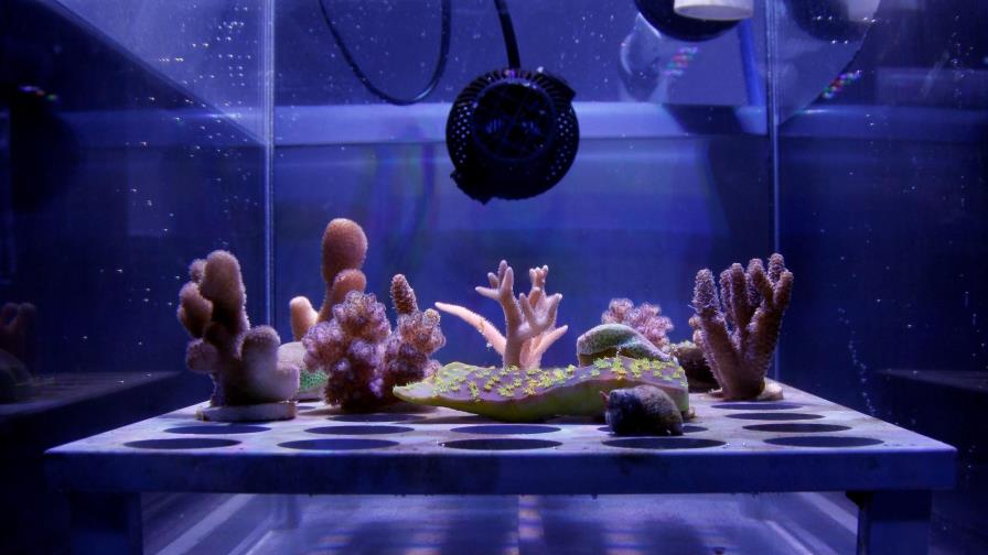 Desarrollan un “escudo solar” que puede ayudar ante el blanqueo de corales 